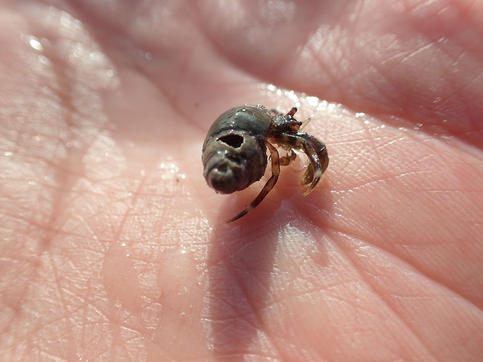Hermit crab