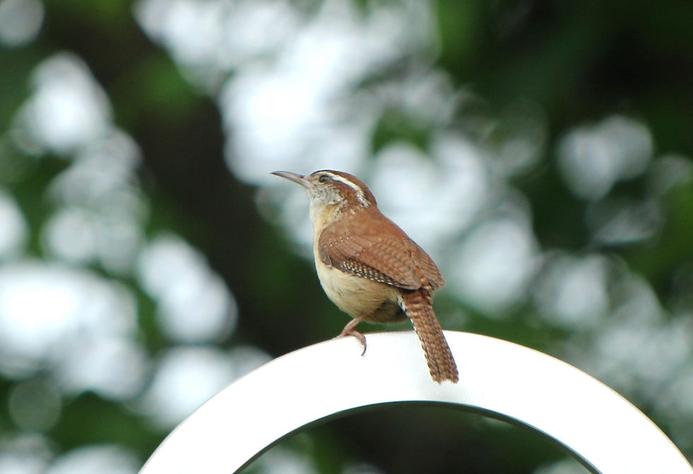 Carolina Wren