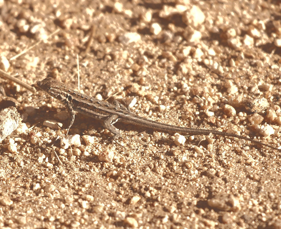 Reptiles