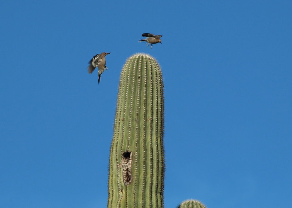 Gila Woodpecker