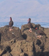 Black%20Oystercatcher%20IMG_4842_edited.