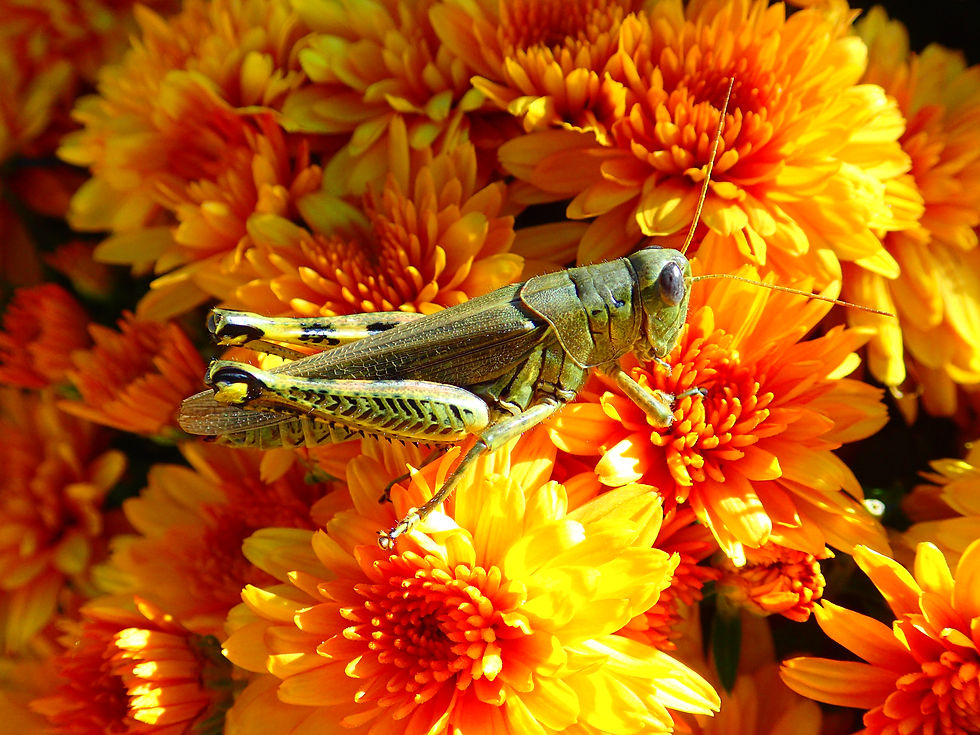 Differential grasshopper