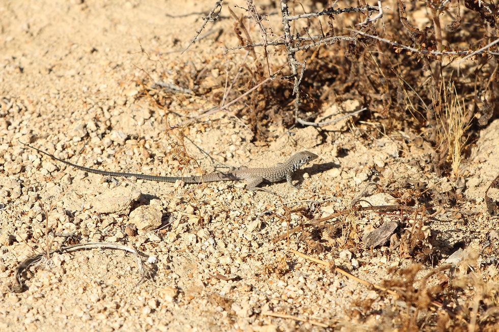Western whiptail