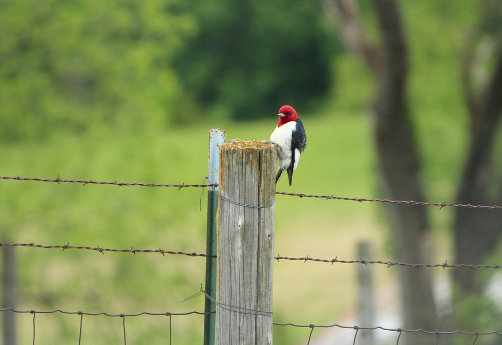 Red-headed Woodpecker