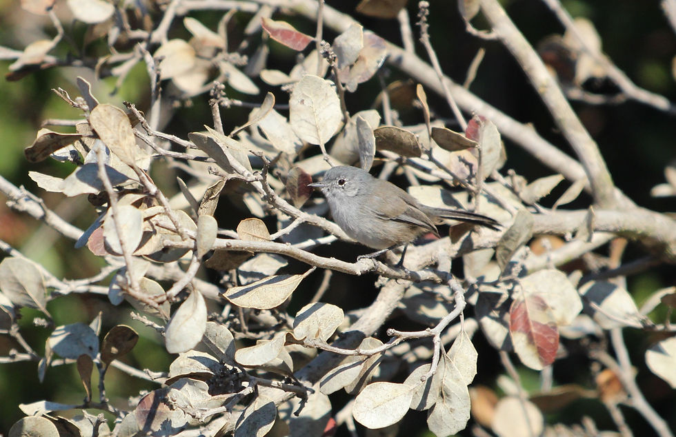 Gray Vireo