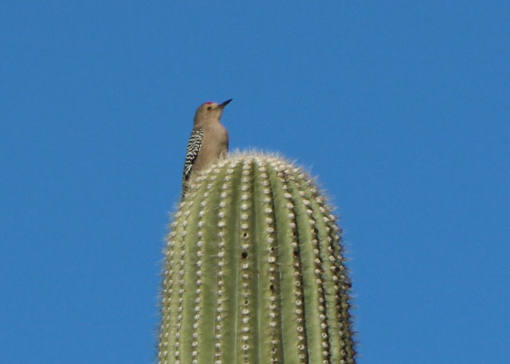 Gila Woodpecker
