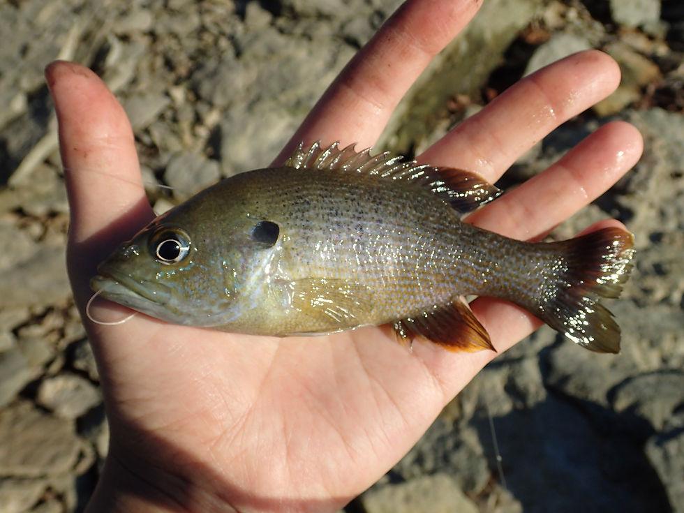 Green Sunfish