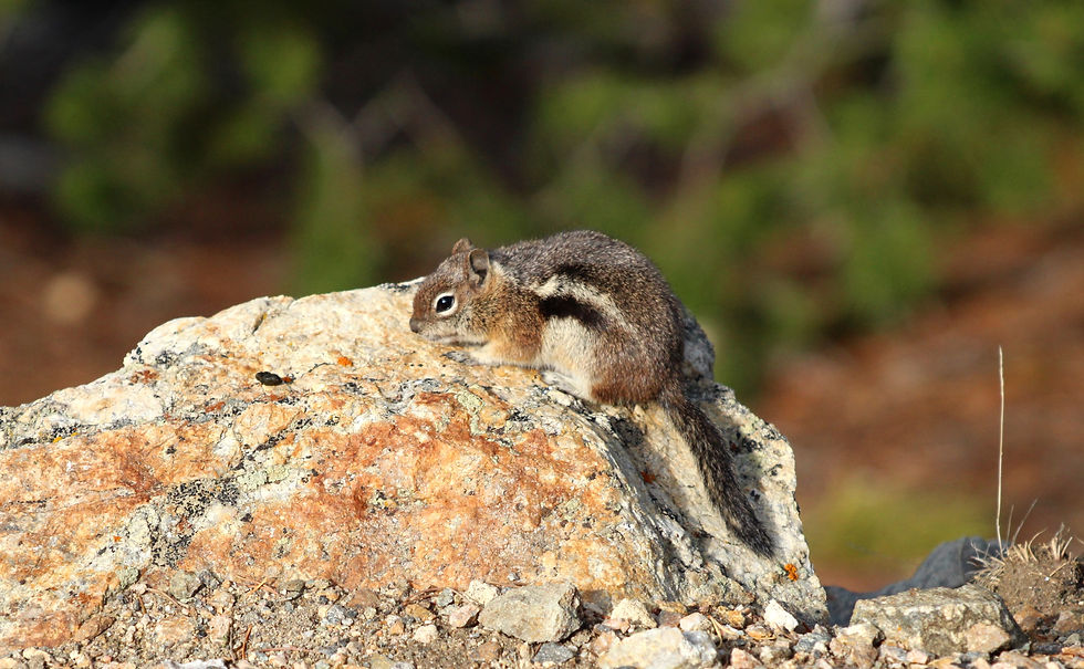 Golden-mantled Ground Squirrel