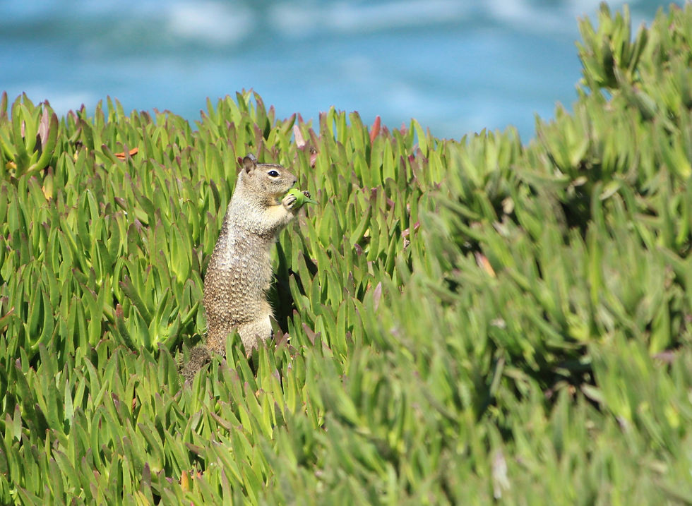 California Ground Squirrel