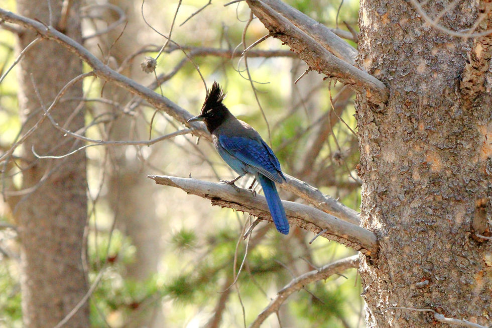 Steller's Jay (Interior)