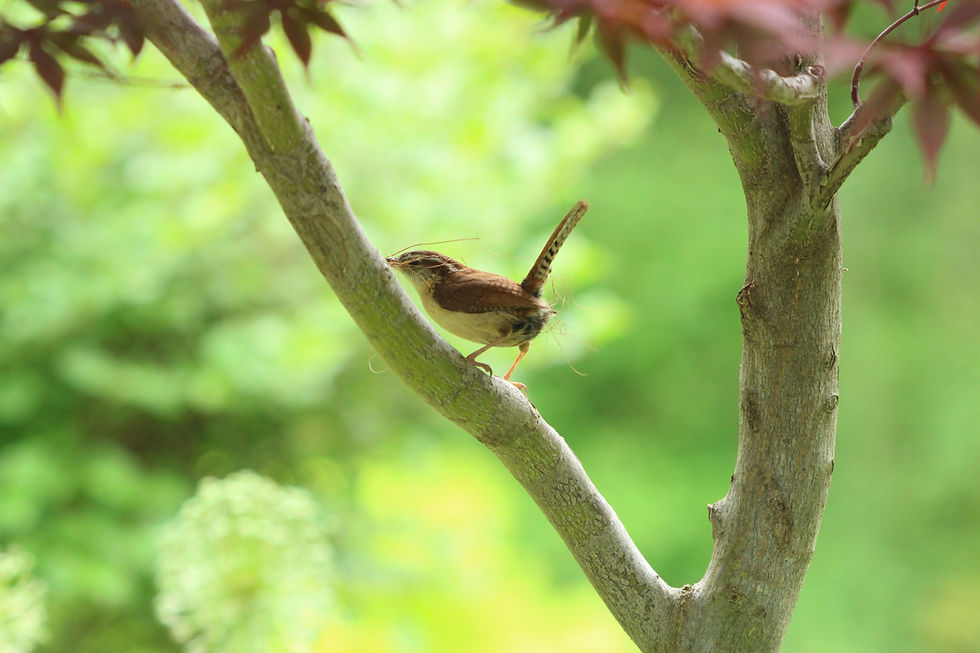Carolina Wren