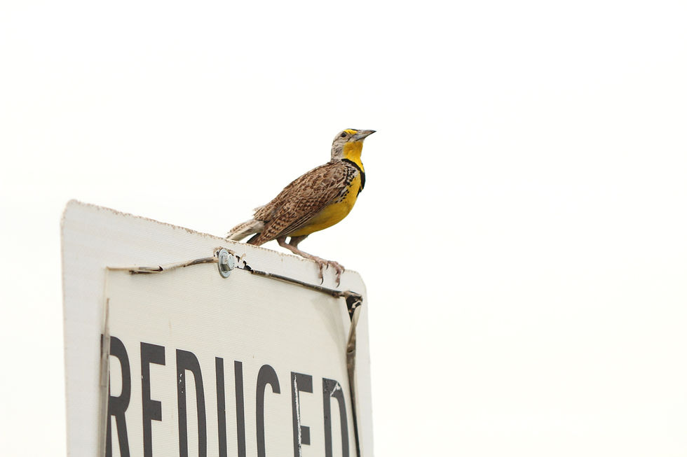 Western Meadowlark