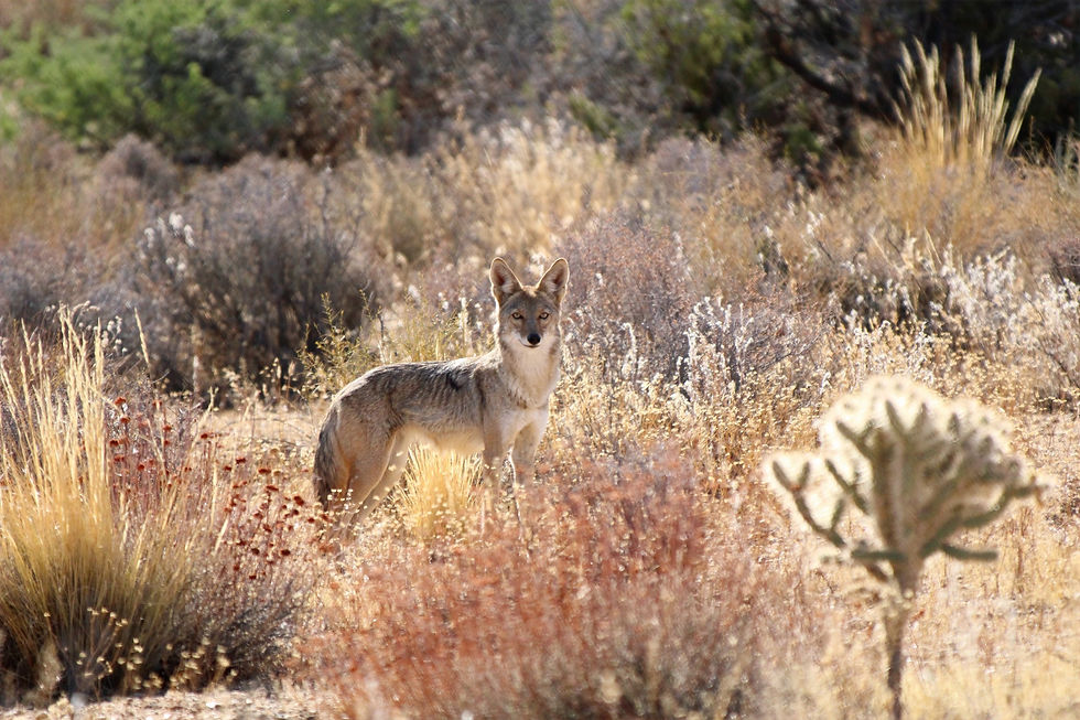 Coyote