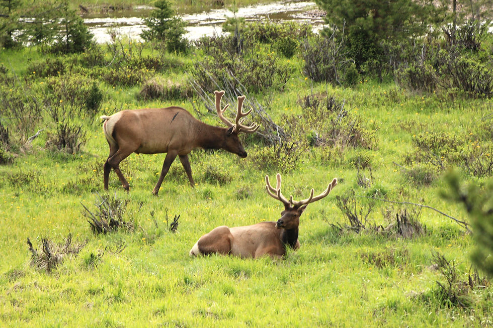 Elk (Adult male)