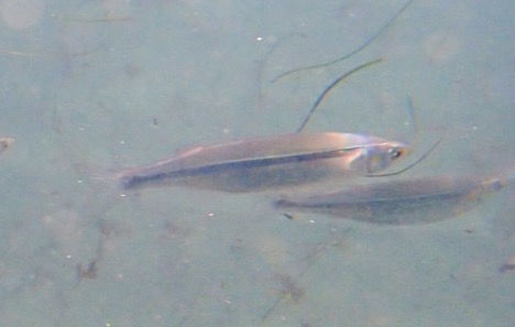 California grunion