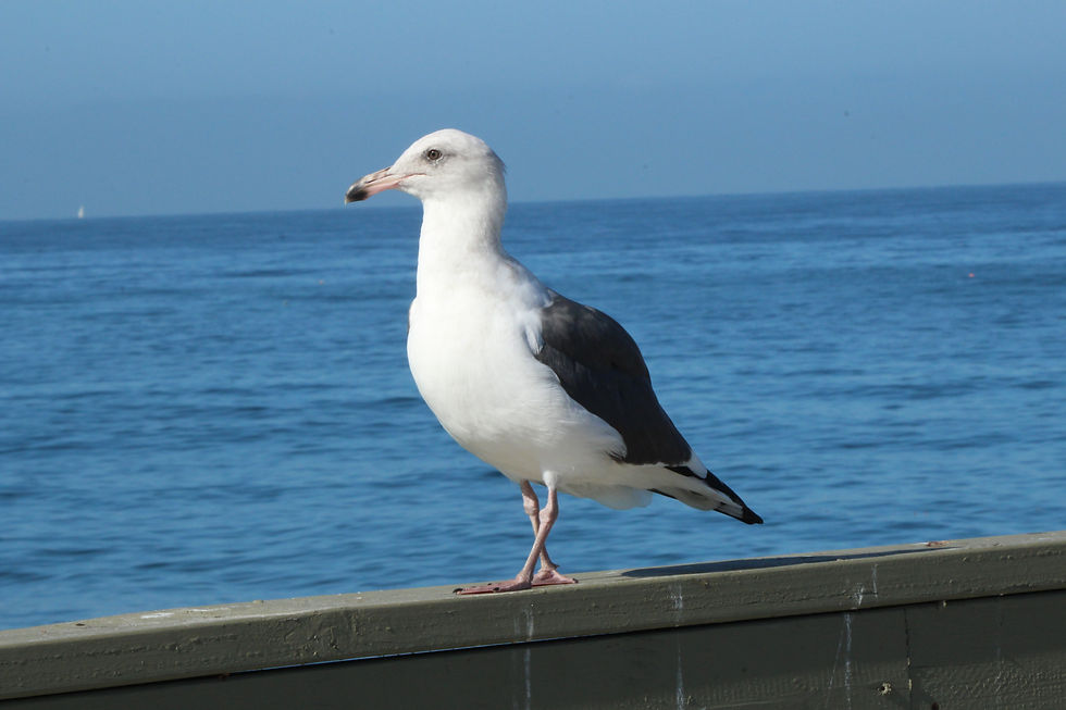 Western Gull