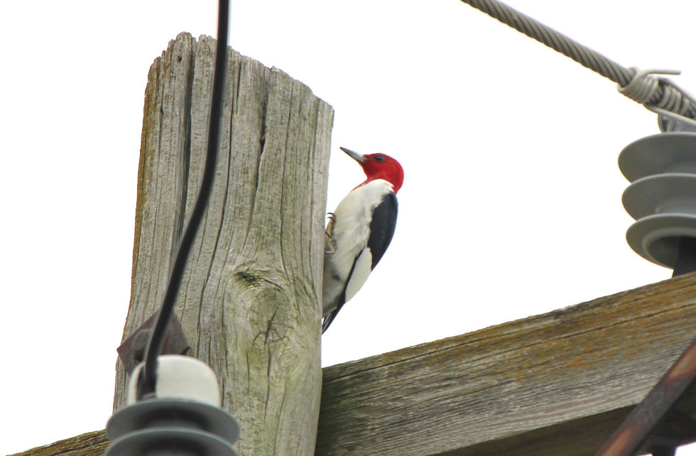 Red-headed Woodpecker
