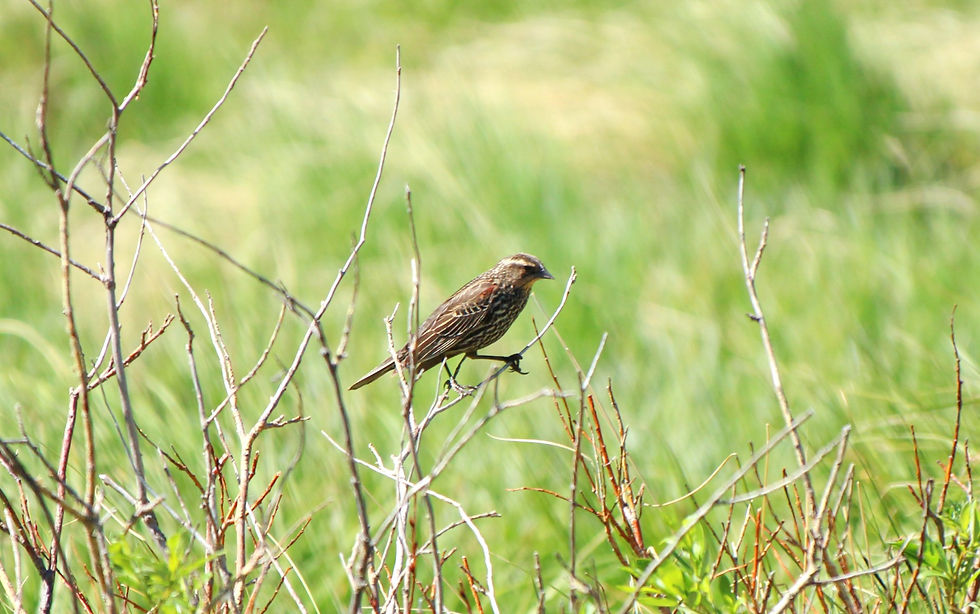 Red-winged Blackbird (Female)