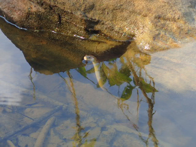Common Water Snake