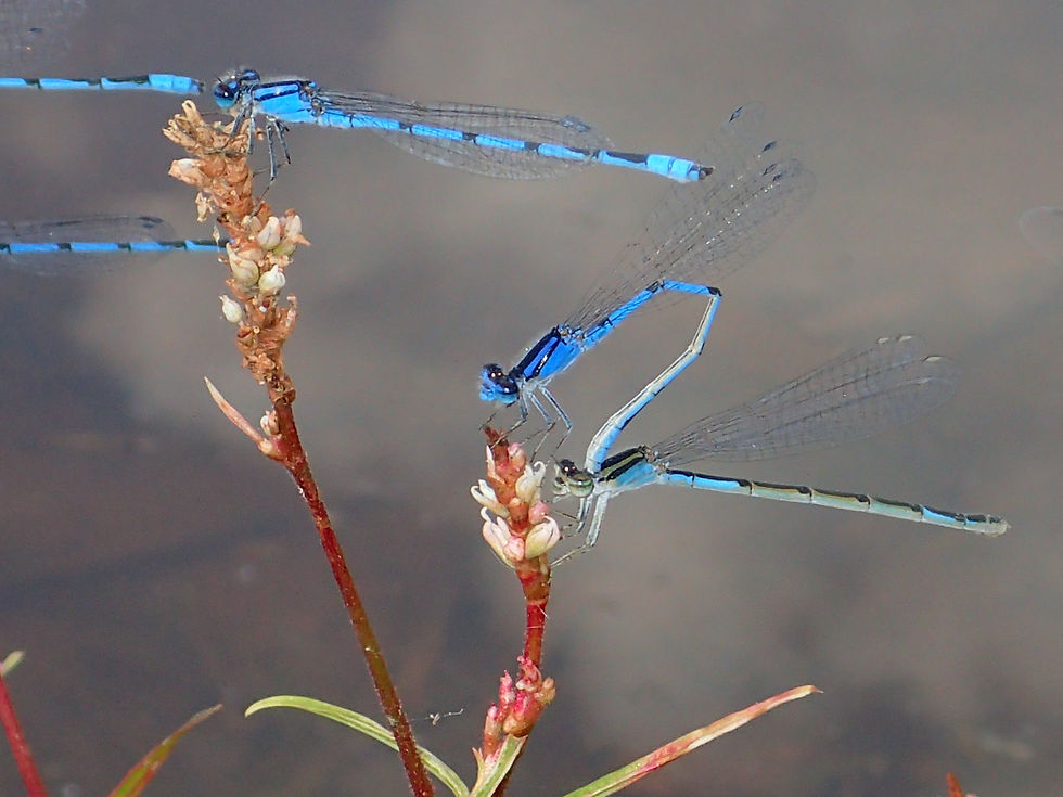 Dragonfly