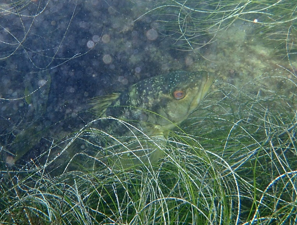 Kelp bass