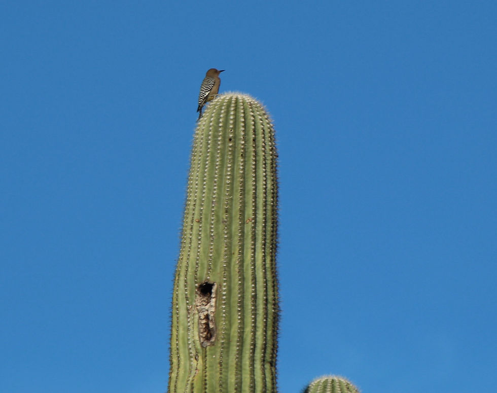 Gila Woodpecker