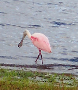 Roseate Spoonbill