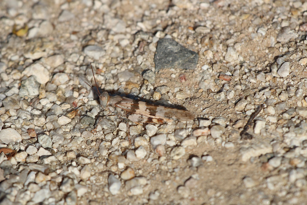 Pallid-winged Grasshopper