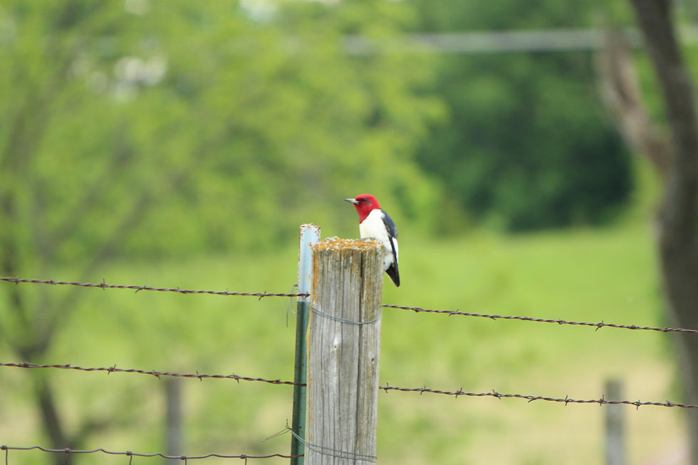 Red-headed Woodpecker