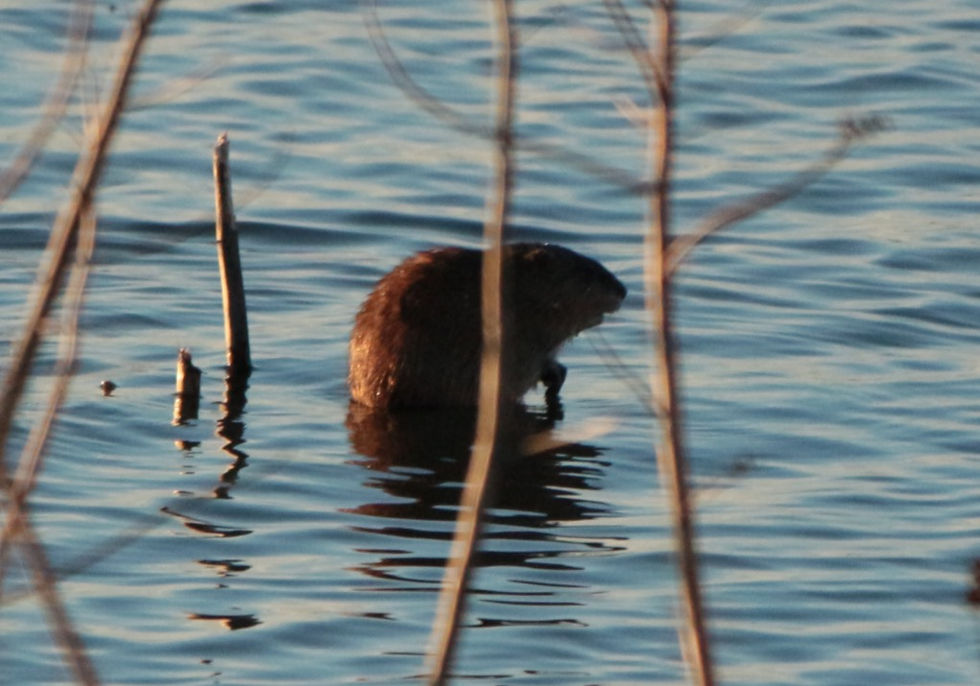 Muskrat