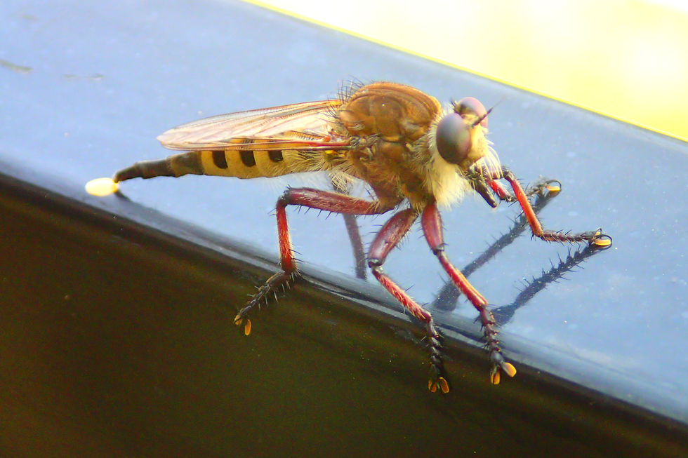 Robber Fly