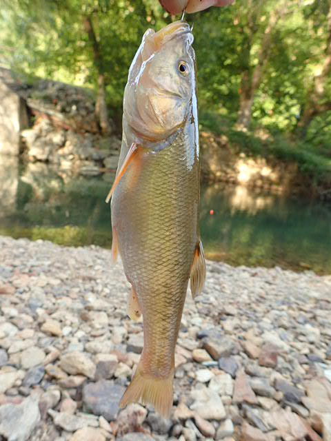 Creek Chub
