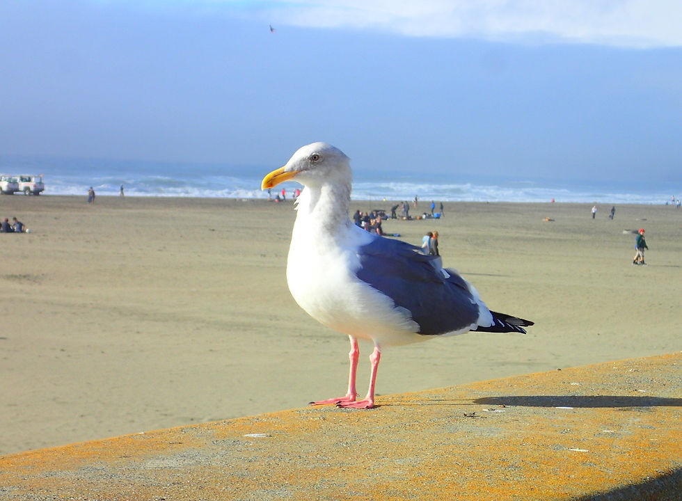 Western Gull