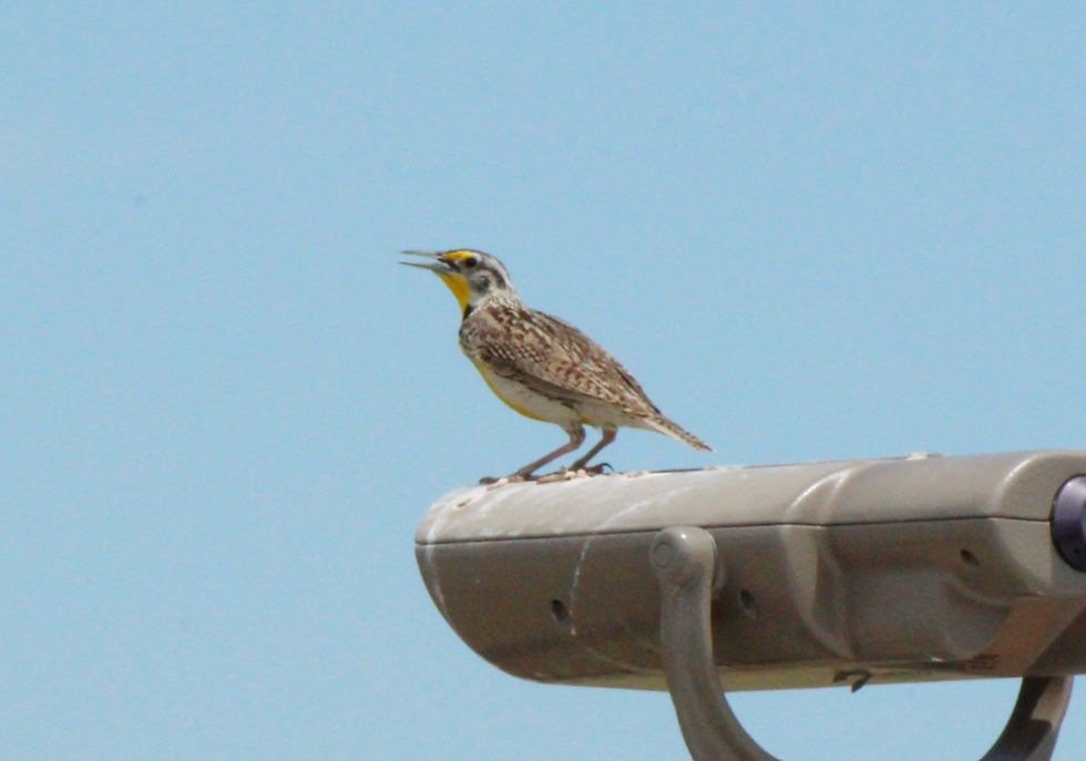 Western Meadowlark