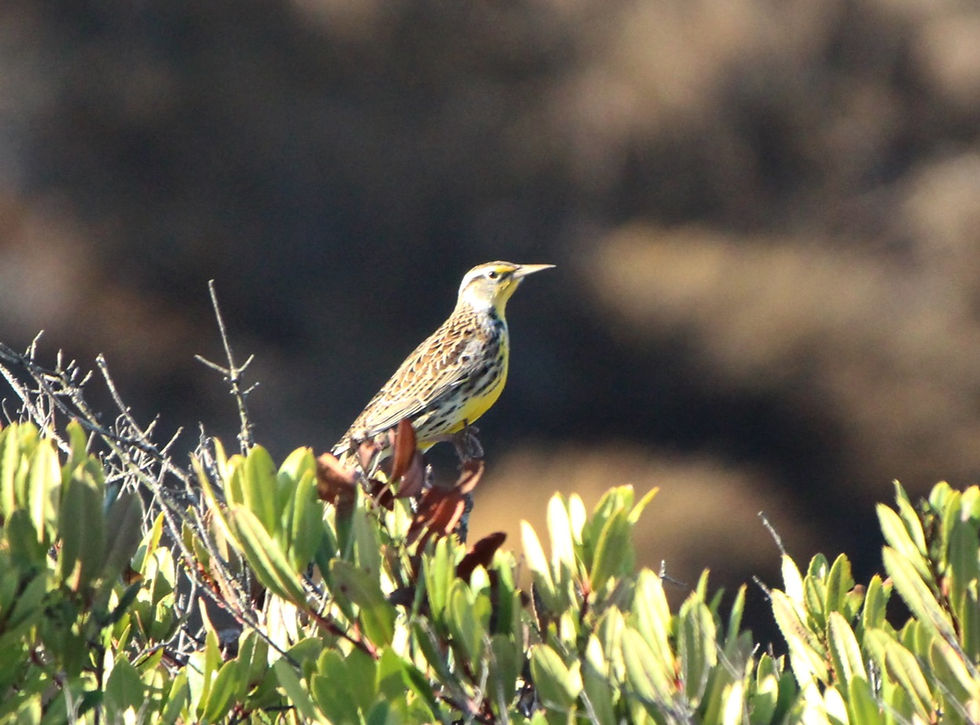 Western Meadowlark