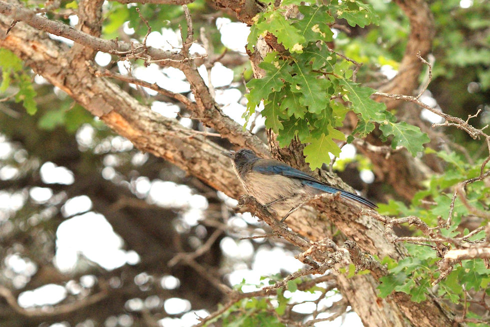 Woodhouse's Scrub-Jay