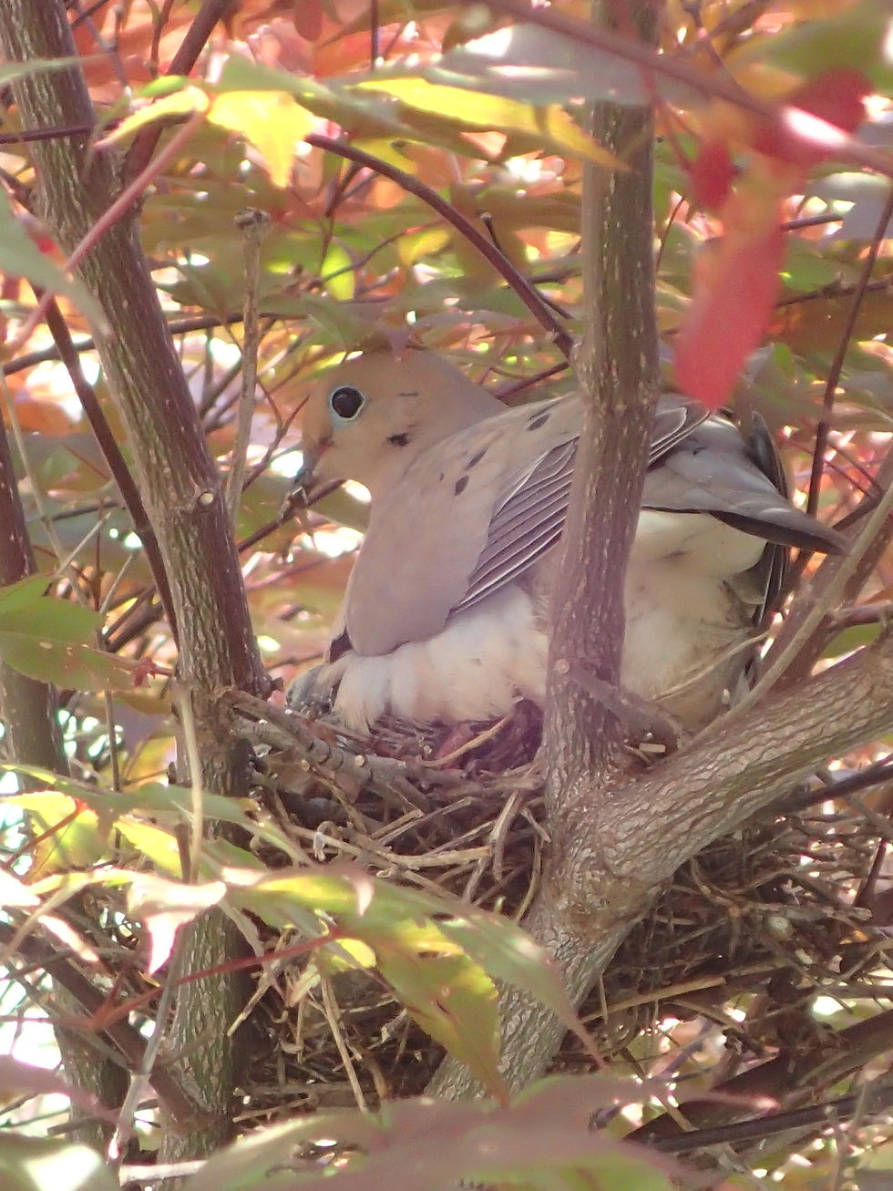 Mourning Dove