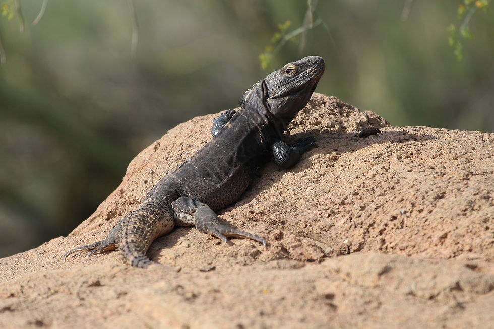 Sonoran Spiny-tailed Iguana