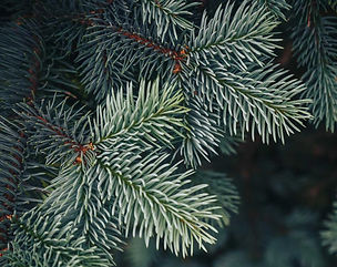 branche_sapin_edited.jpg