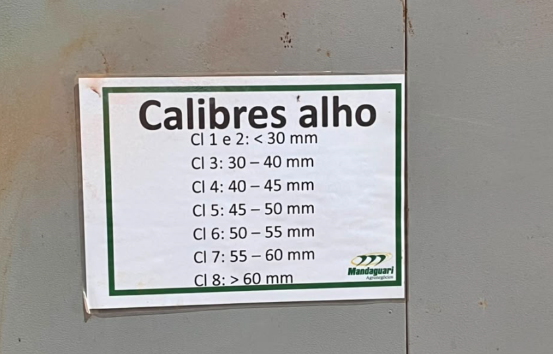 Classificação de calibres de alho.