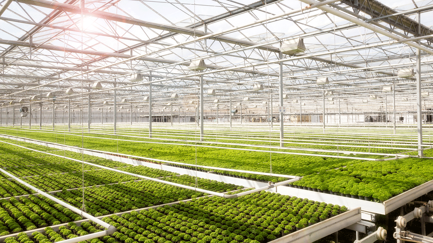 High-tech-greenhouses-the-key-to-growing-a-new-Australian-export-industry-1.gif