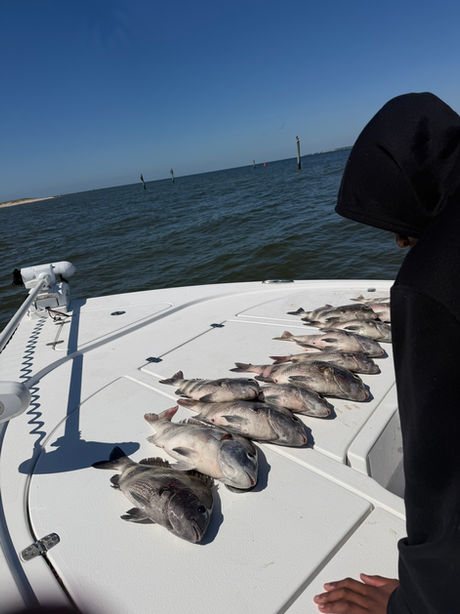 Sheepshead and Bull Reds