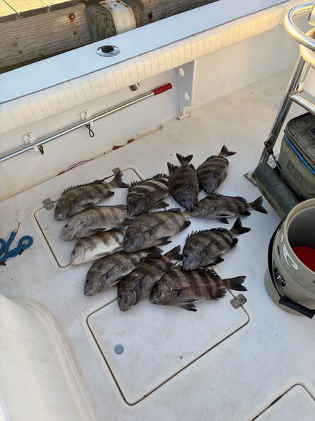 Sheepshead bite is on in South Alabama!