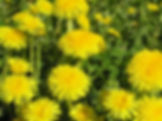 bigstock_Dandelions_581902