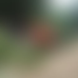 Традиционный субботник