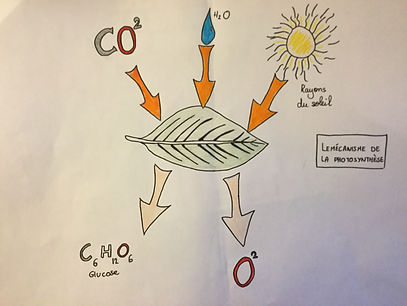 La photosynthèse