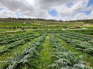 חוות רימון