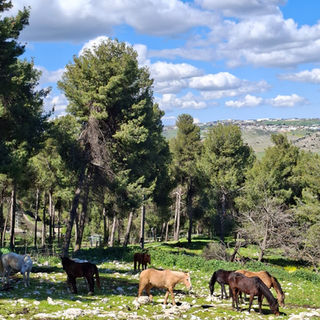 סוסים רועים ביער ירוק מתחת לשמיים כחולים