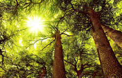 cedar