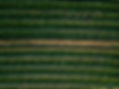 aerial-view-of-cabbage-rows-field-in-agricultural-2023-11-27-05-29-46-utc.jpg